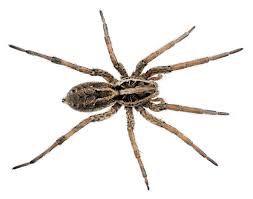 wolf spiders